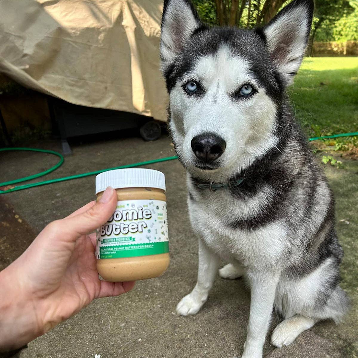 A bark above treats llc - Zoomie Butter: Gut & Digestive