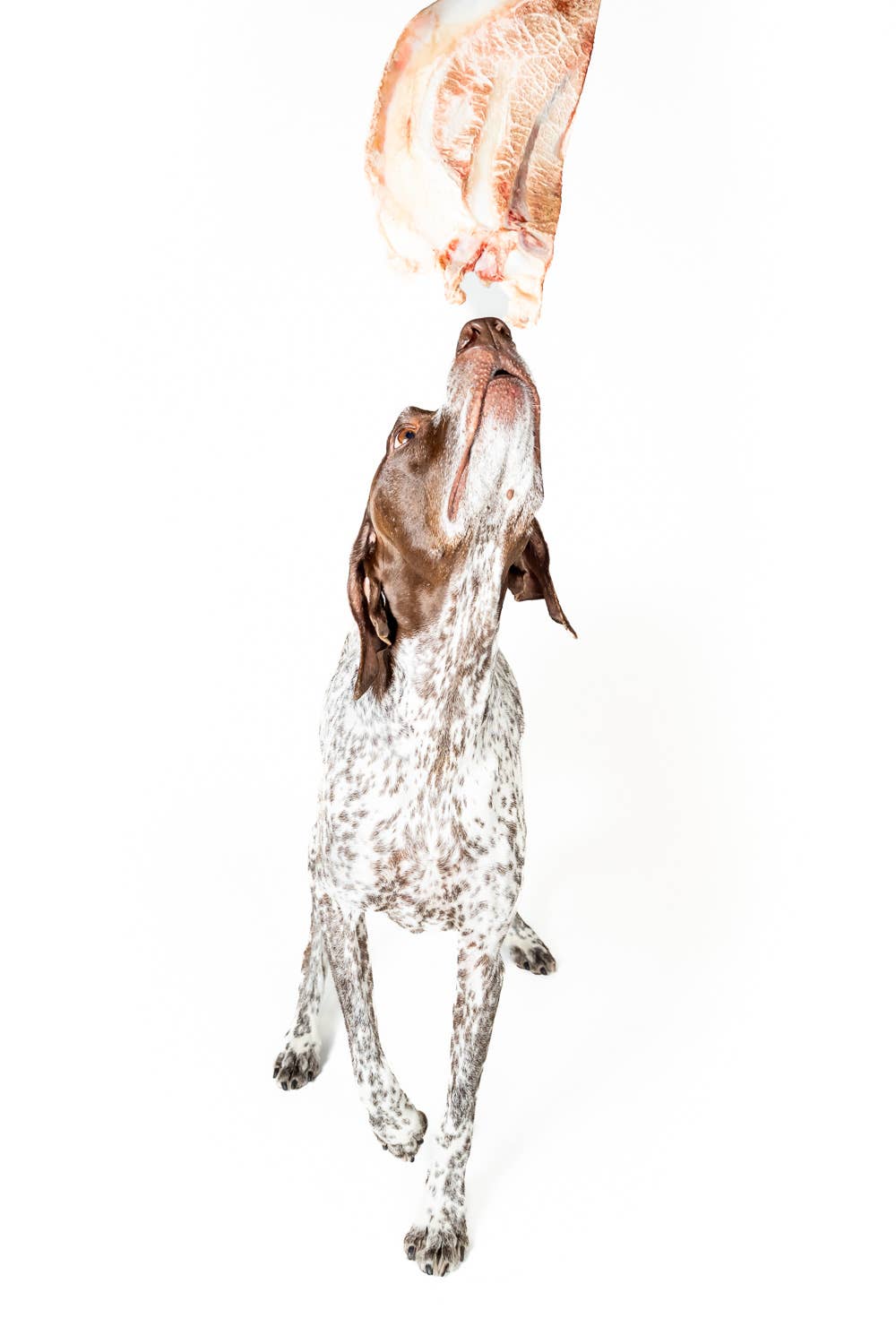 Winnie Lou - Bison Scapula Chews