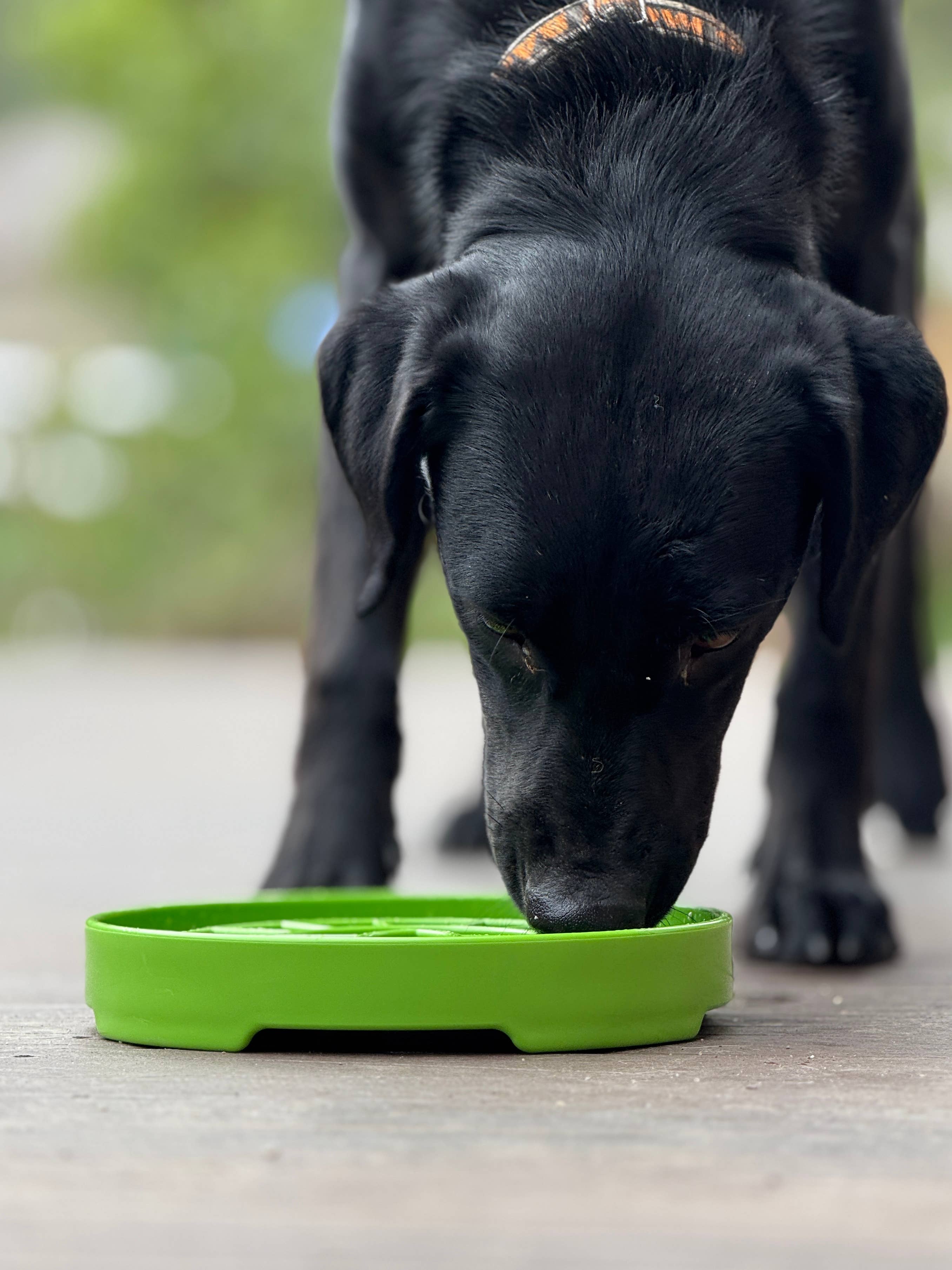 SodaPup Dog Toys - Garden Design eTray Enrichment Slow Feeder Tray for Dogs - Apple Green: Light Green