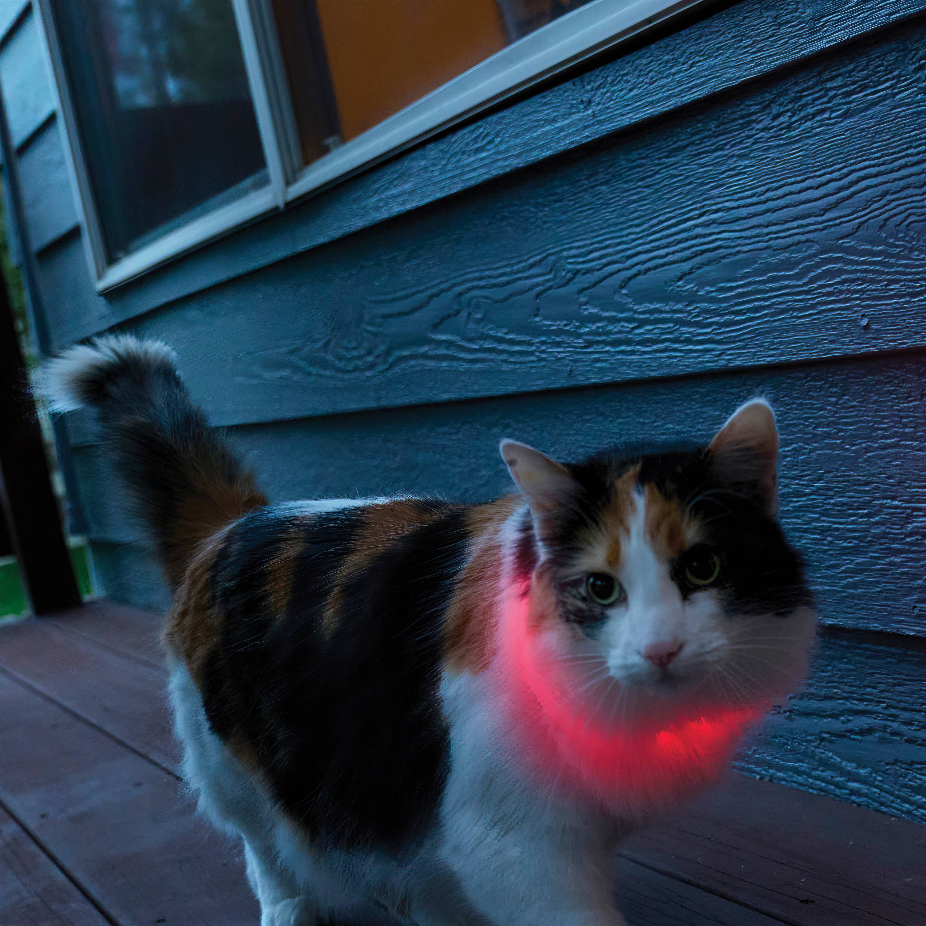 Pet Palette Distribution - Nite Ize NiteMeow Rechargeable LED Safety Necklace Disc-O