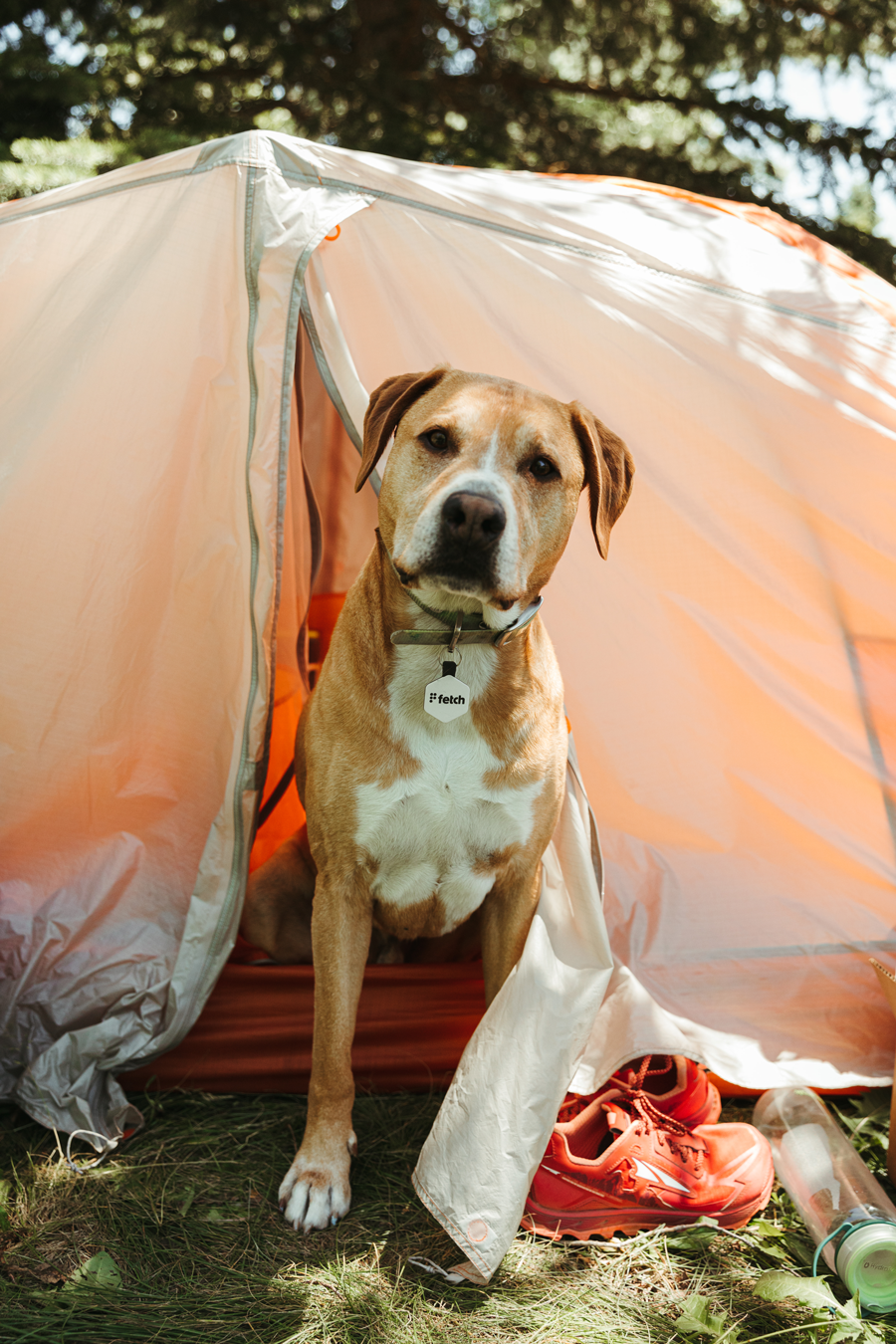 Lifekey Smart Pet Tag Blaze Orange