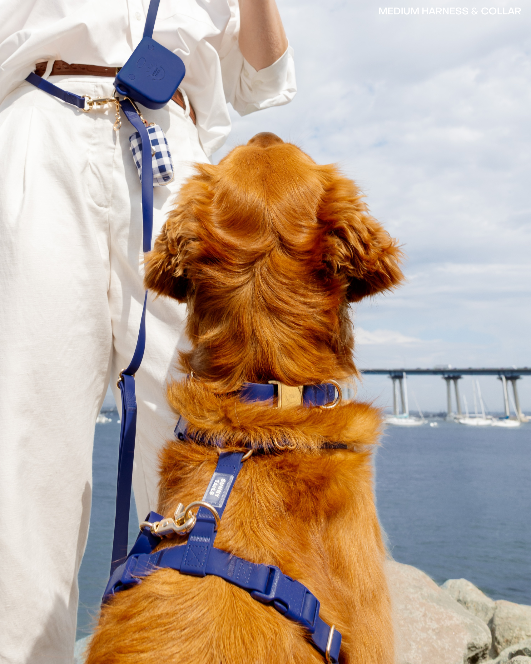 SUNNY TAILS - Signature Navy Waterproof Dog Collar: MEDIUM