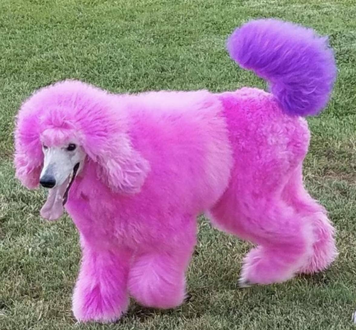 Warren London Dog Products - Critter Color - Temporary Fur Coloring - 7 Color Options: All 7 Colors