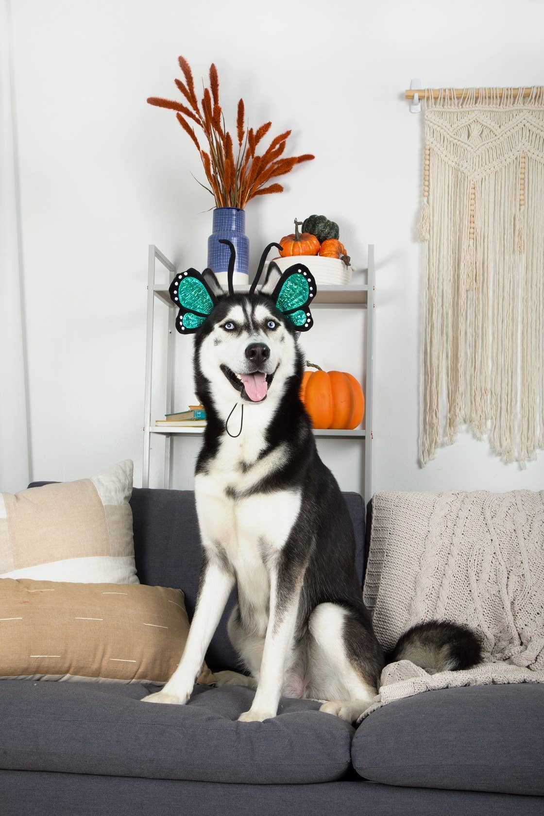 Midlee Designs - Midlee Butterfly Headband Halloween Dog Costume