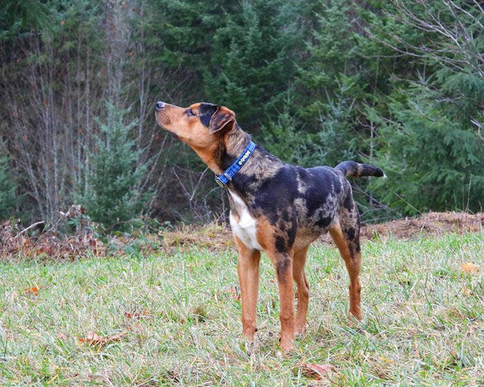 Cycle Dog - Blue Plaid Dog Collar: Latch-Lock Metal Buckle / Large / Standard