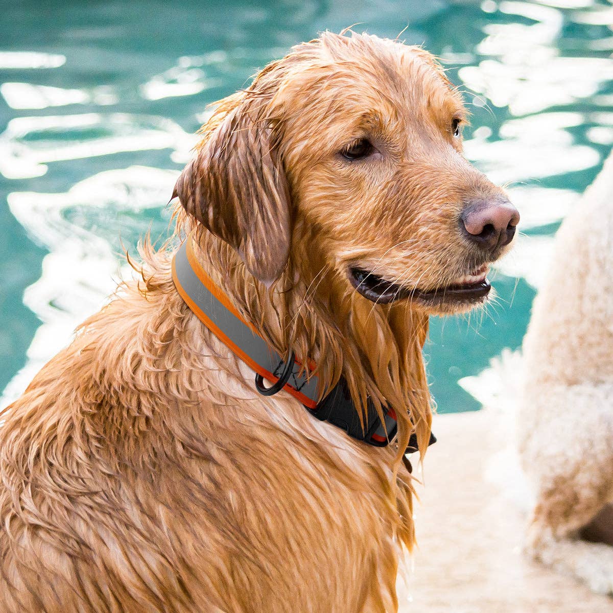 Dogline - Dogline Biothane Reflective Dog Collar with Quick Release: Dogline Blue / 15"-25" / 1"