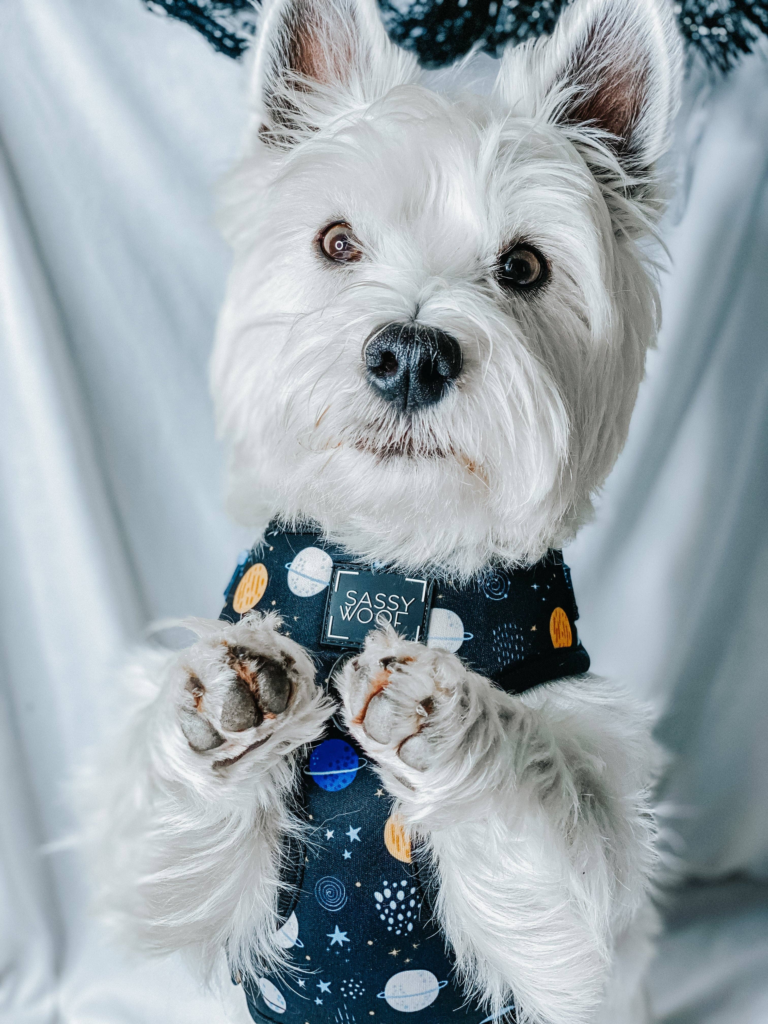 SASSY WOOF - Dog Adjustable Harness - To the Stars and Beyond: Large
