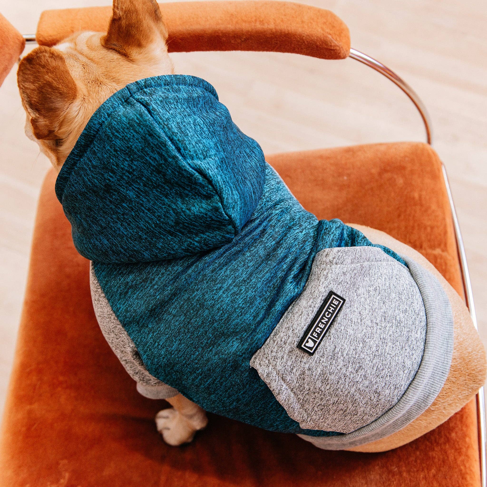 Frenchie - Frenchie Dog Hoodie - Blue & Grey: M