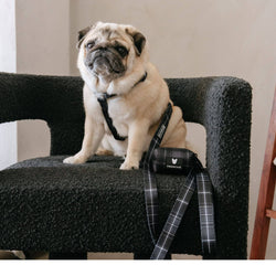 Frenchie - Frenchie Strap Harness - Black Plaid: OS