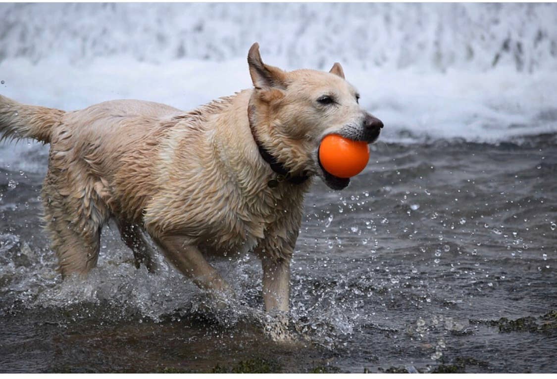 Spunky Pup - Fetch and Glow Ball: Medium