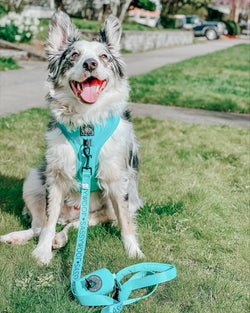 SASSY WOOF - Dog Adjustable Harness - Neon Blue: XXS