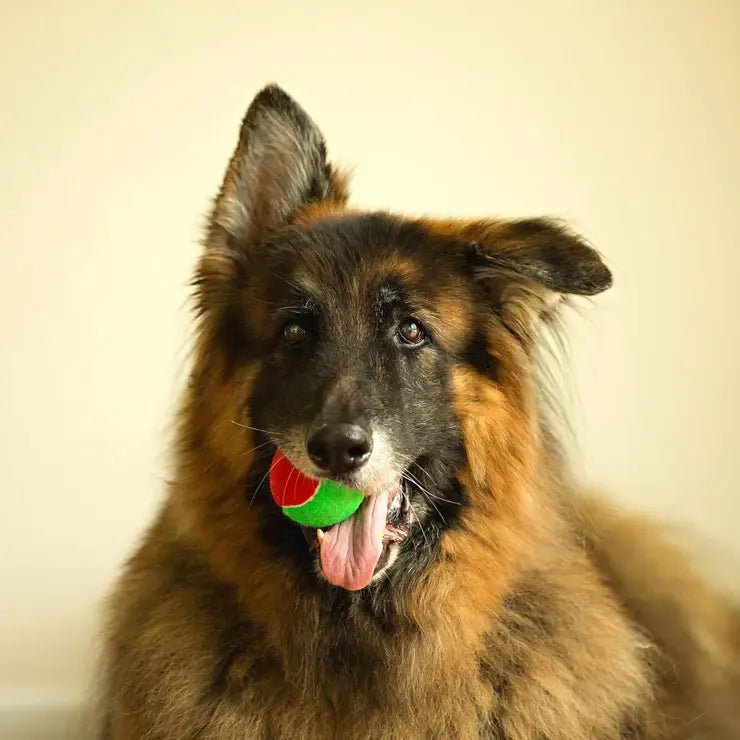 Midlee Designs - Midlee Christmas 2.5" Dog Tennis Balls with Squeaker- 6pk