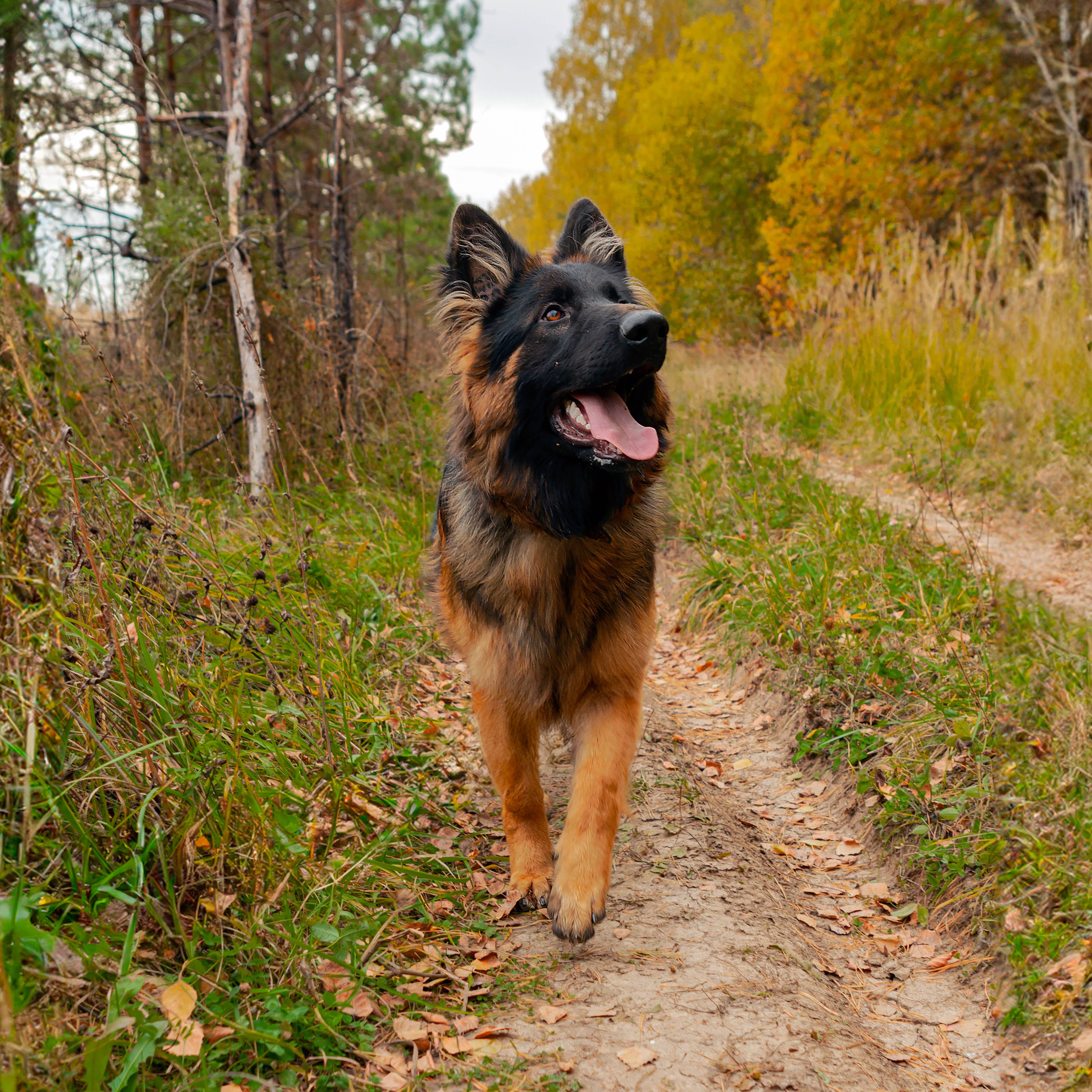 Rhino Wax - Dog Paw Protection - Trail Wax 2oz