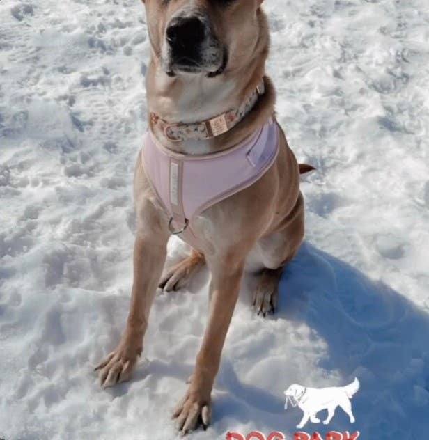 PETs R US - Adjustable No Pull Dog Harness, Baby Pink: M