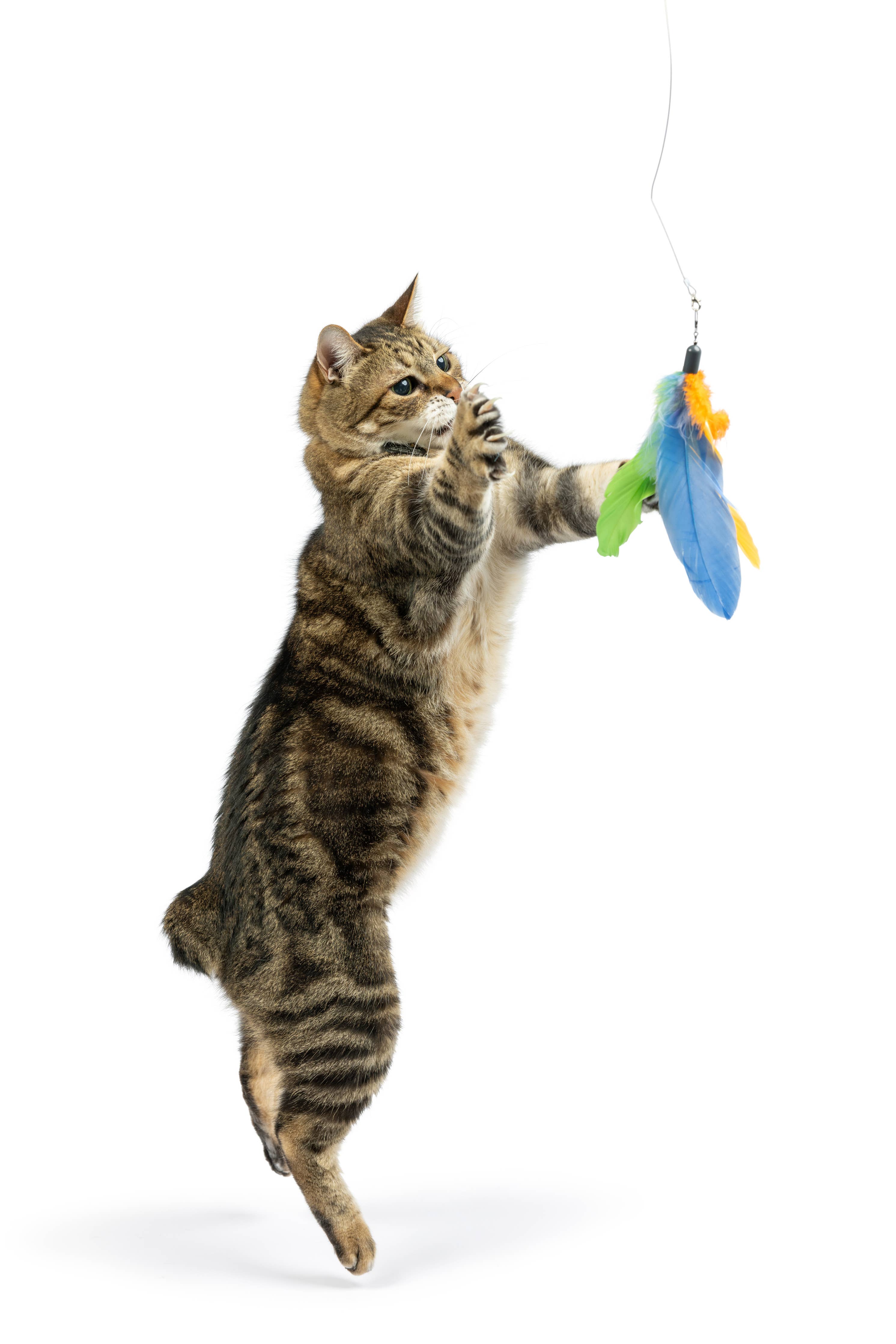 Huxley & Kent - Teaser Sour Scratch Wand Cat Toy: One Size