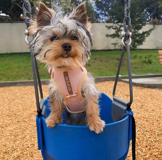 PETs R US - Adjustable No Pull Dog Harness Beige Rose Gold: S