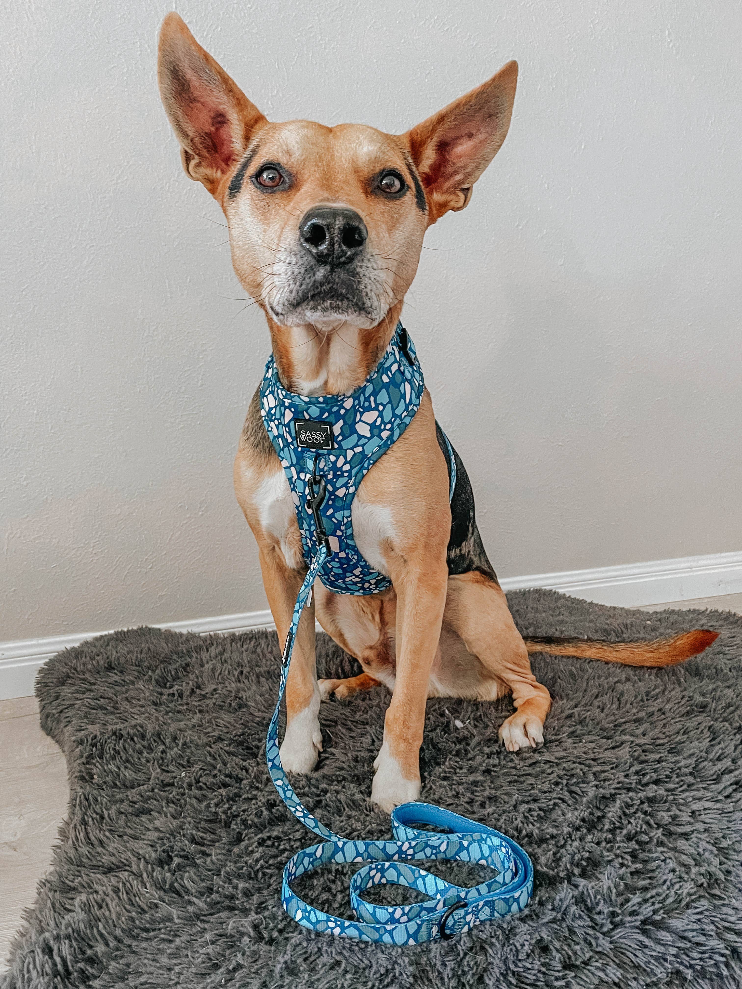 SASSY WOOF - Dog Adjustable Harness - Santorini: XXL