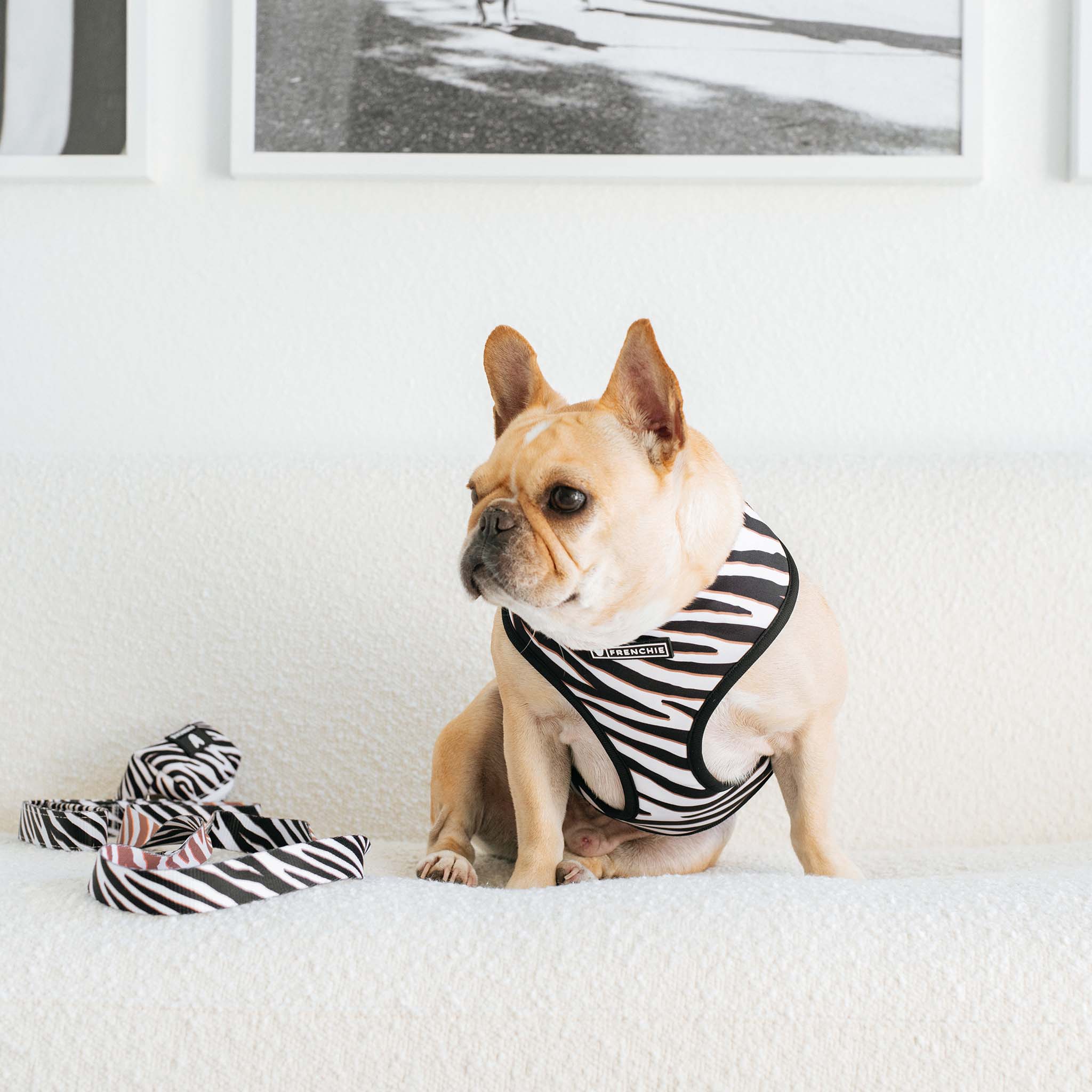 Frenchie - Frenchie Duo Reversible Harness - Zebra: Xlarge