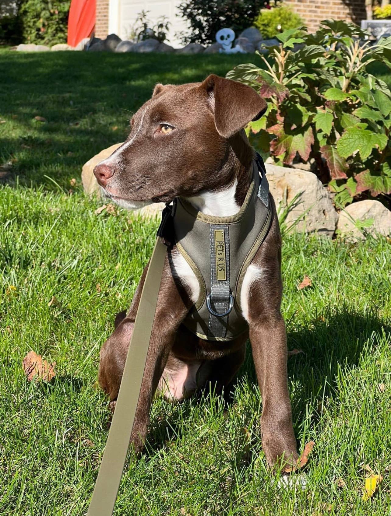 PETs R US - Adjustable No Pull Dog Harness, Olive Green Khaki: XS