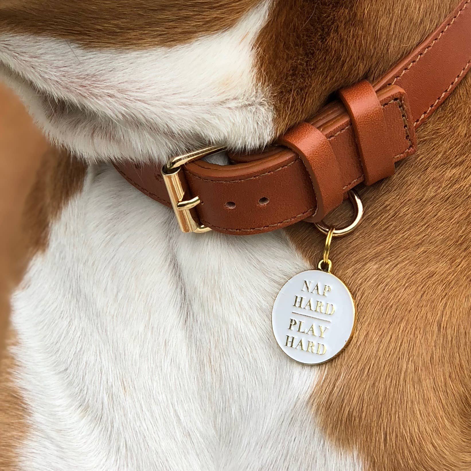 Two Tails Pet Company - Nap Hard Play Hard Pet ID Tag