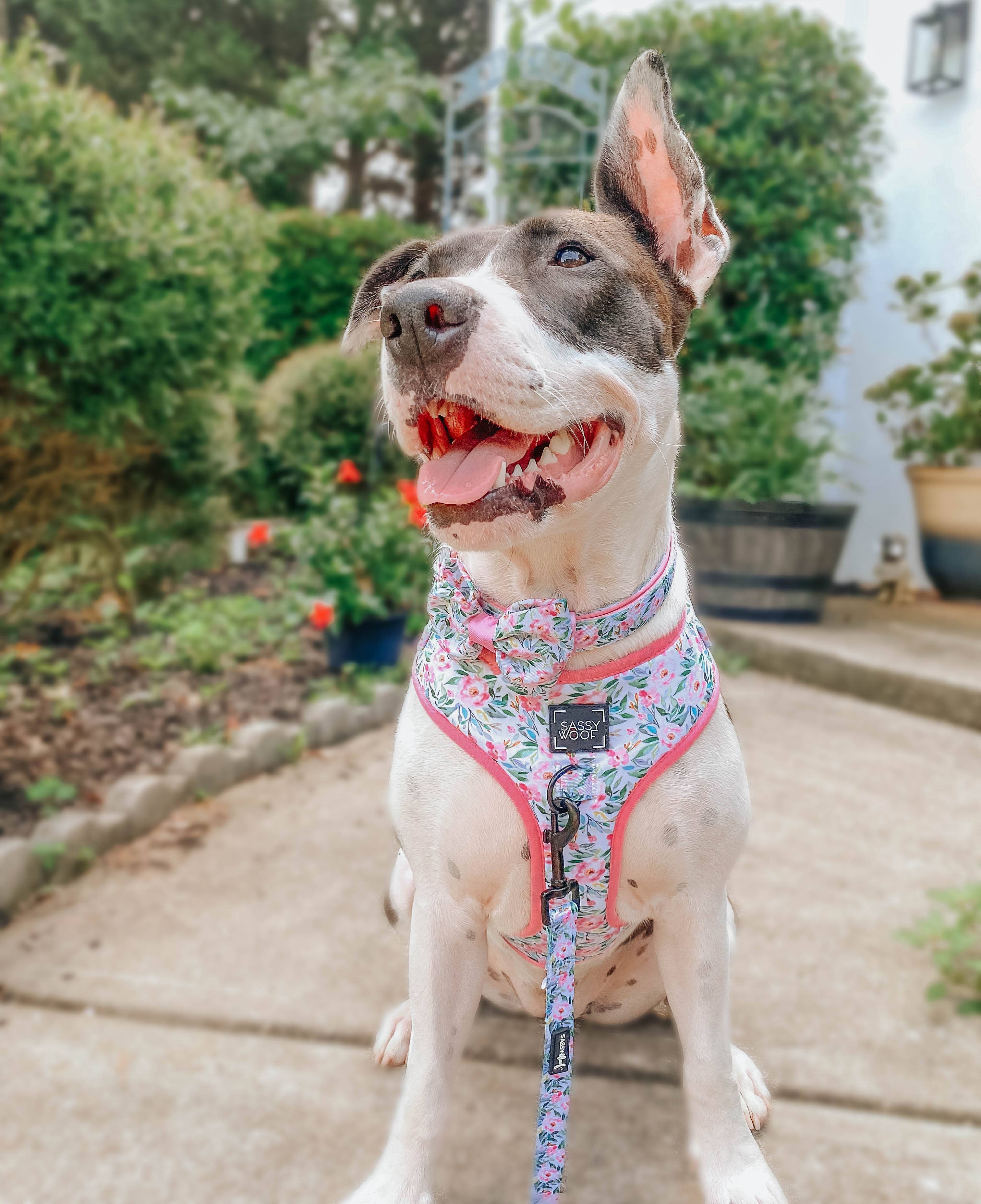 SASSY WOOF - Dog Adjustable Harness - Magnolia: XL