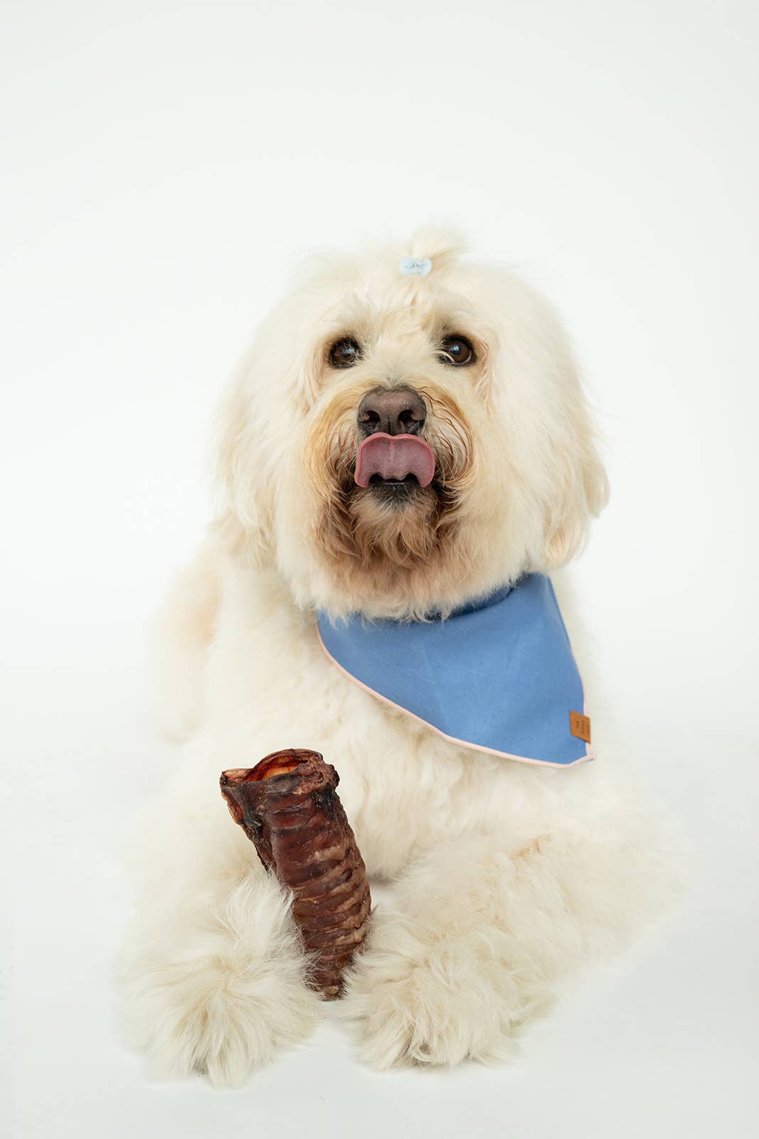 Winnie Lou - Bison Trachea Chews