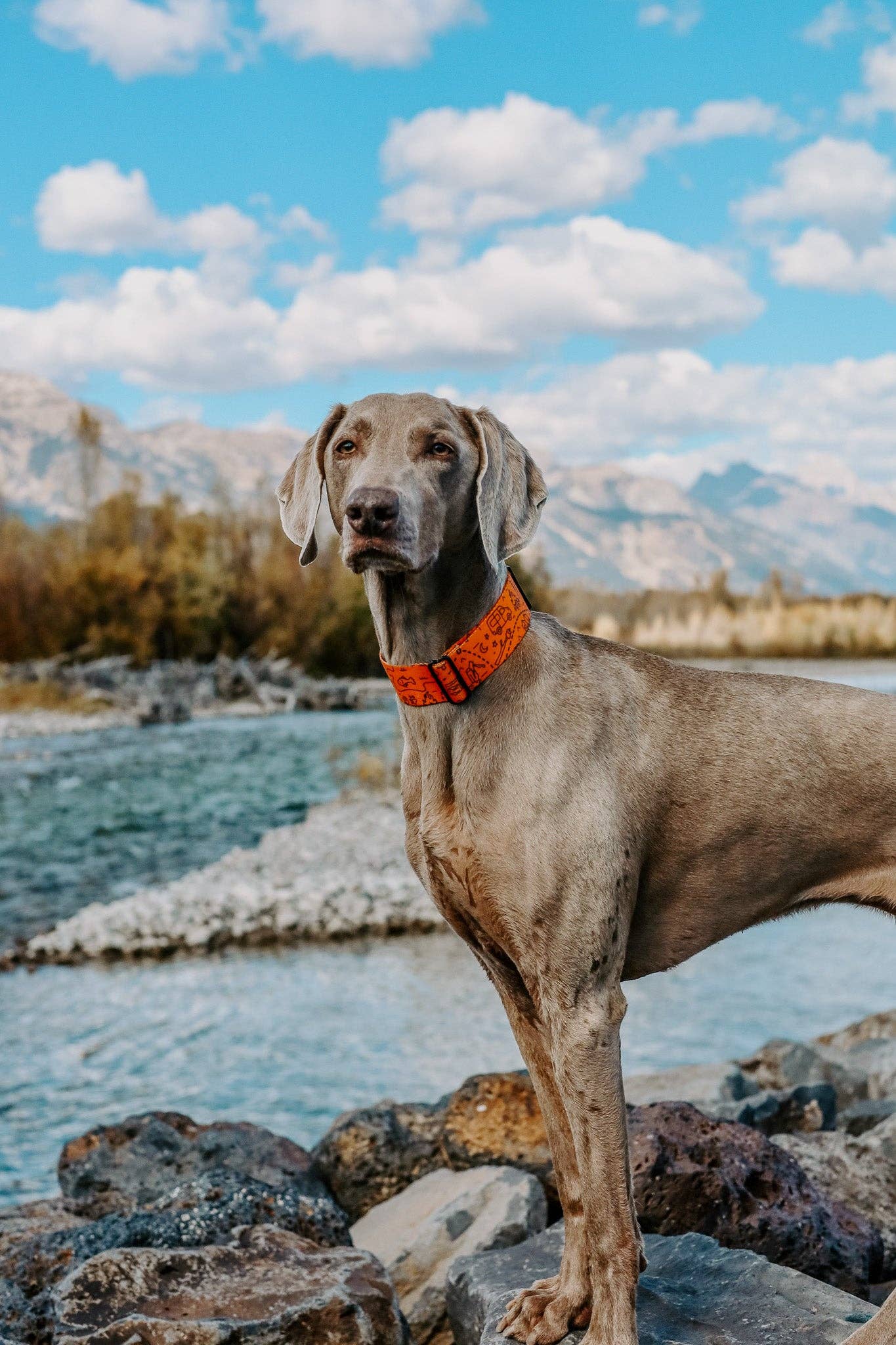 Pacific Hound In the Woods XS Dog Collar