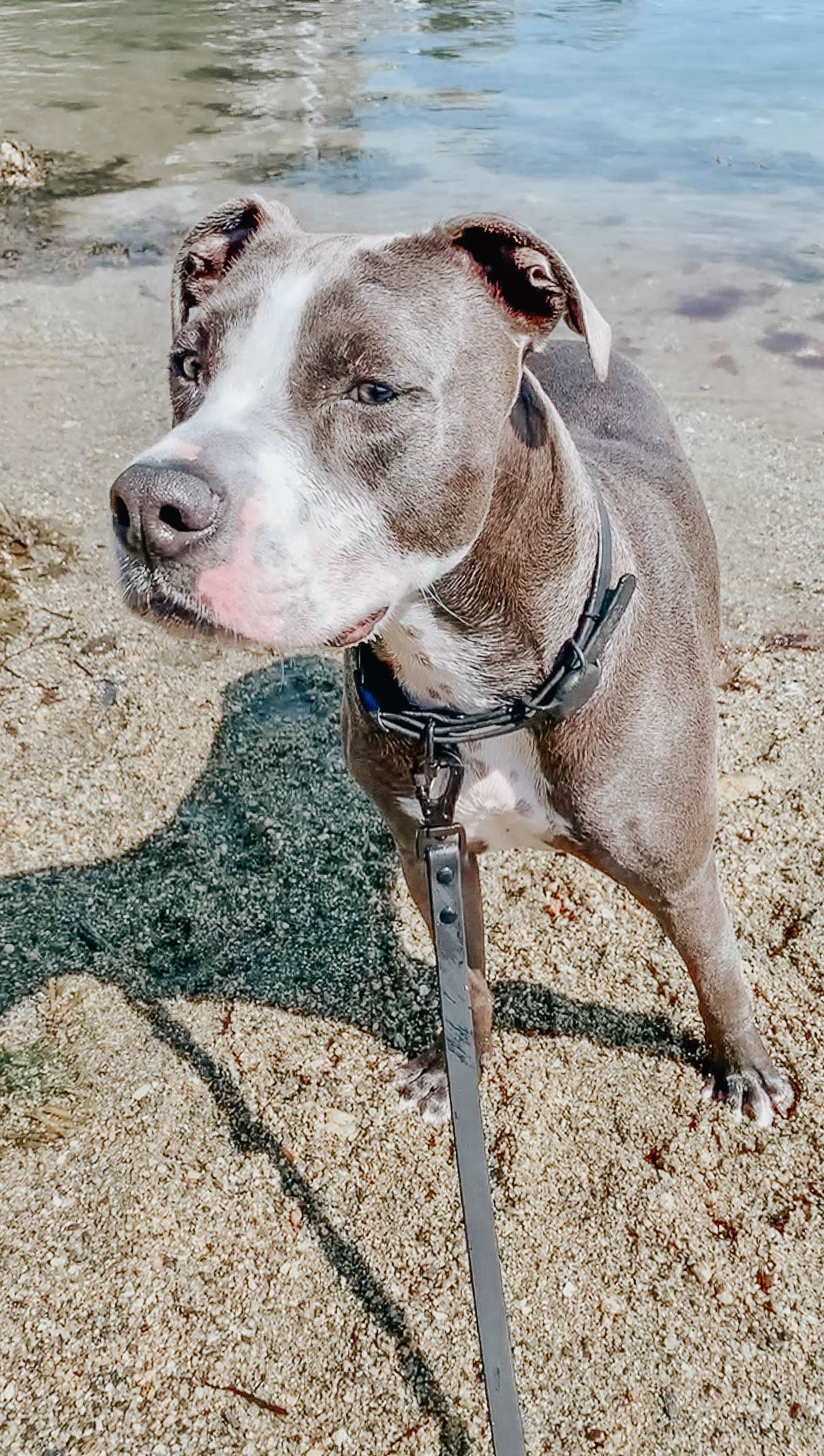 SASSY WOOF - Waterproof Dog Leash - Black