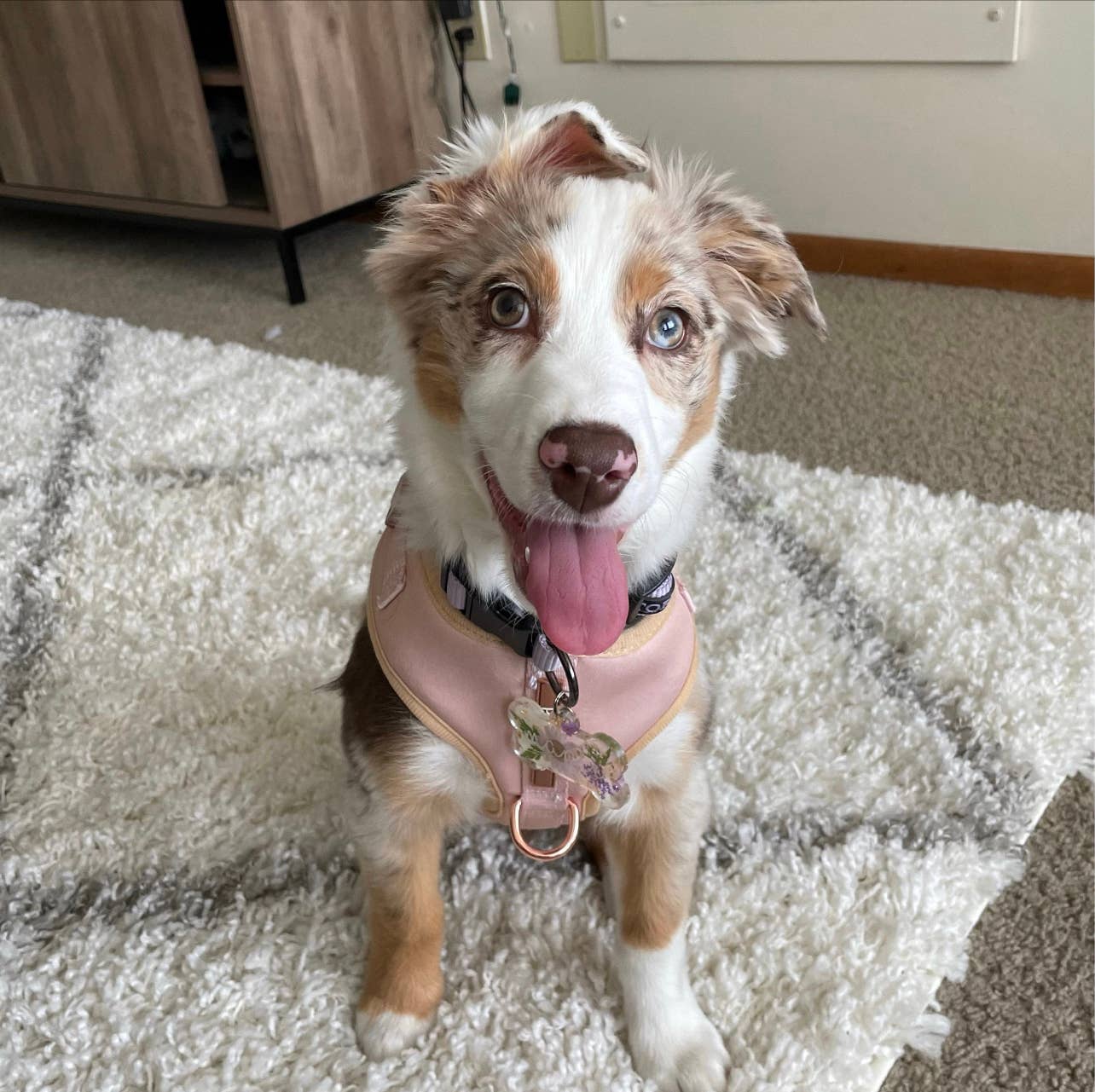 PETs R US - Adjustable No Pull Dog Harness Beige Rose Gold: XXS