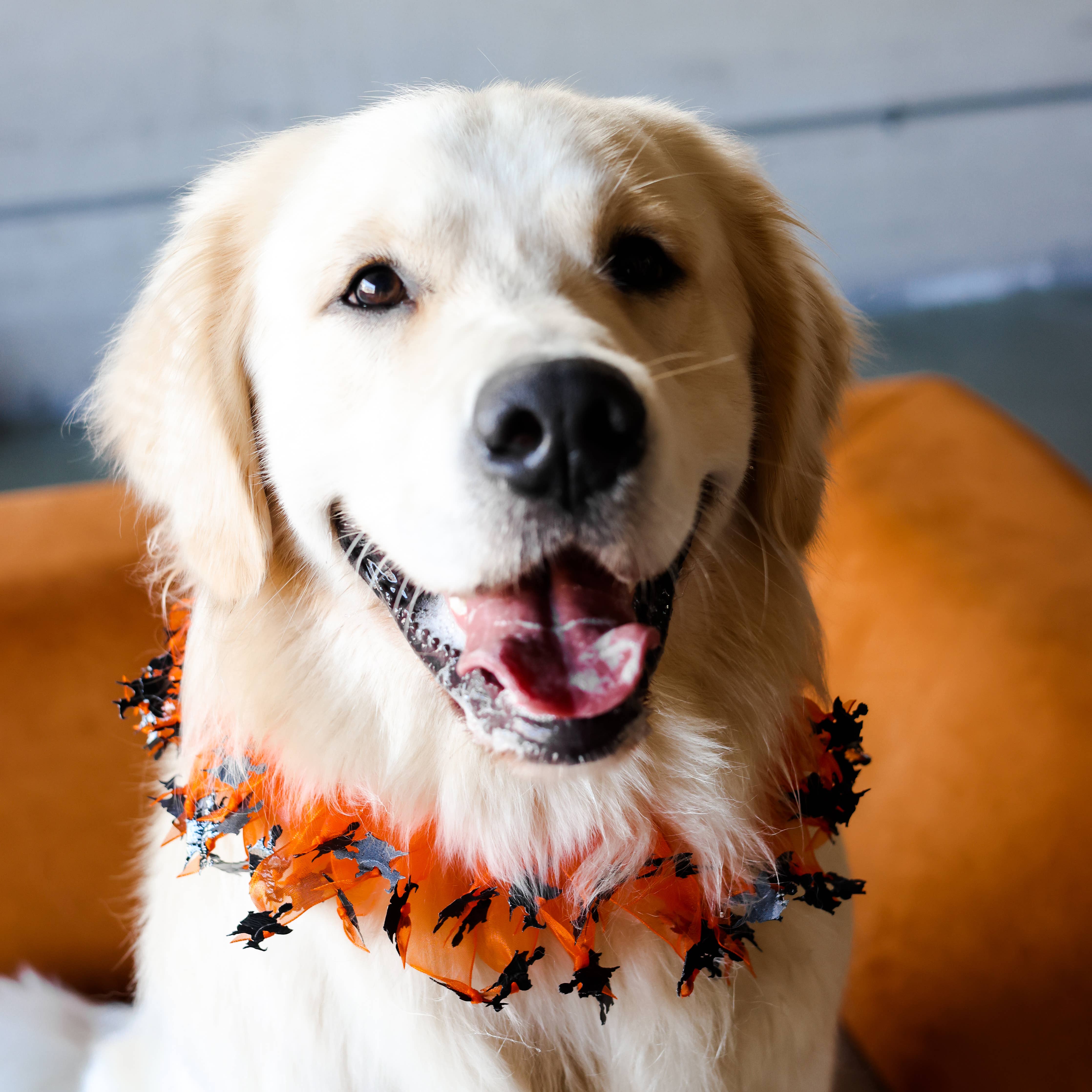 Midlee Designs - Midlee Witch Halloween Decorative Dog Collar: X-Large