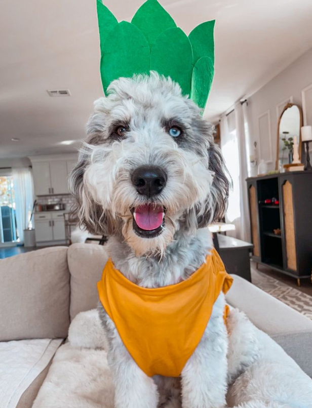 Midlee Designs - Midlee Pineapple Dog Costume: Medium