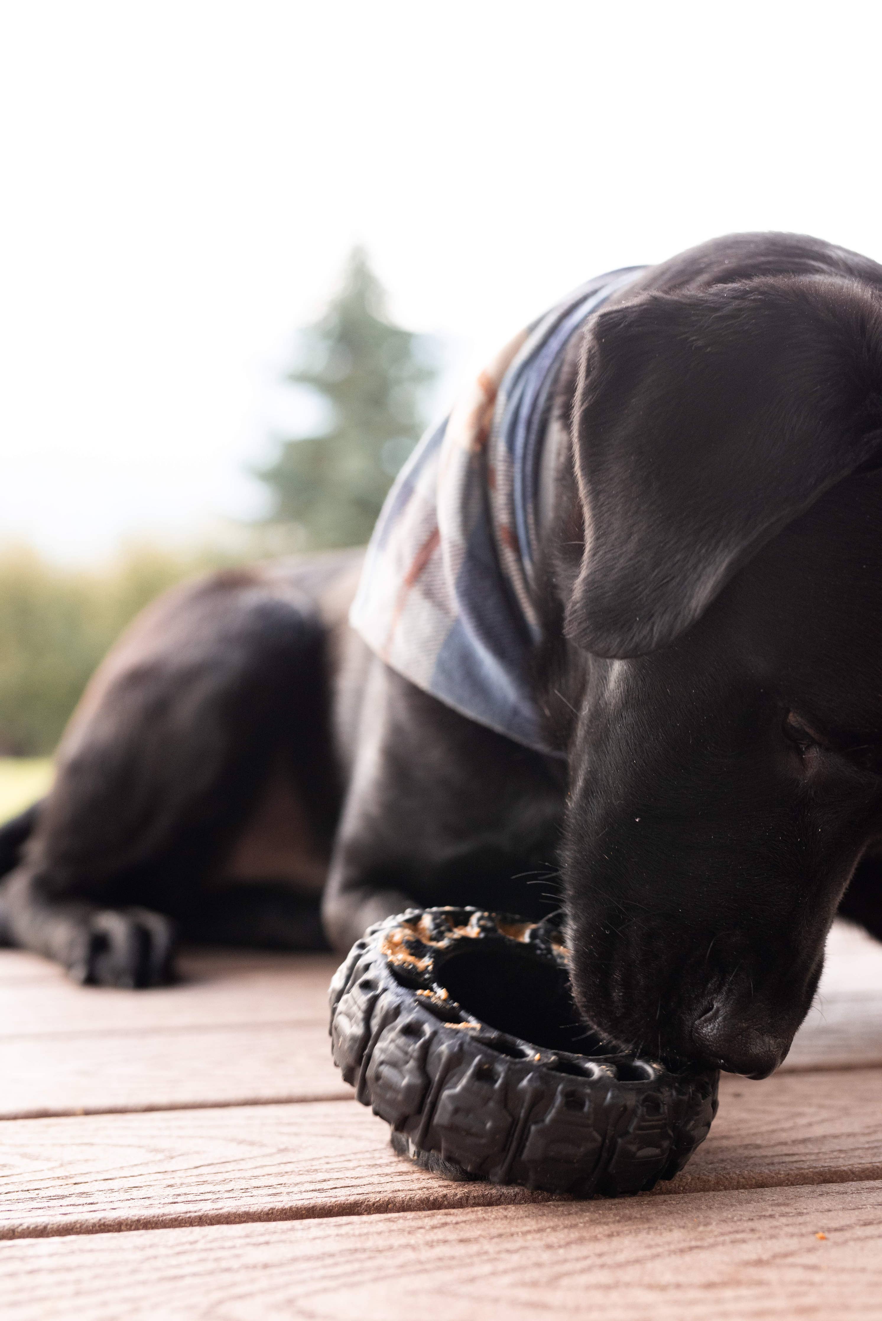 Spunky Pup - The Tire - Reclaimed Rubber Toy - MADE IN THE USA: Large