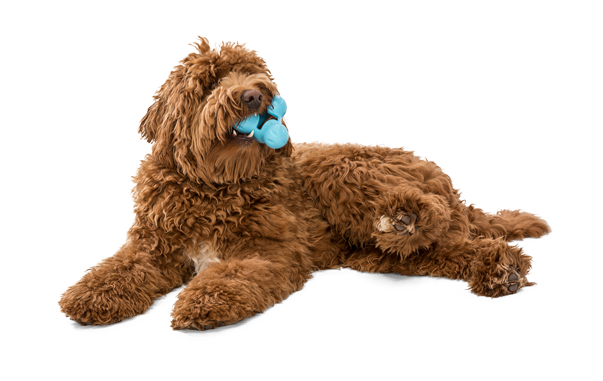 West Paw Tux® Puzzle Treat-Dispensing Slow Feeder Dog Toy: Small Blue