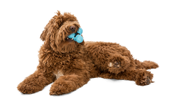 West Paw Tux® Puzzle Treat-Dispensing Slow Feeder Dog Toy: Small Blue