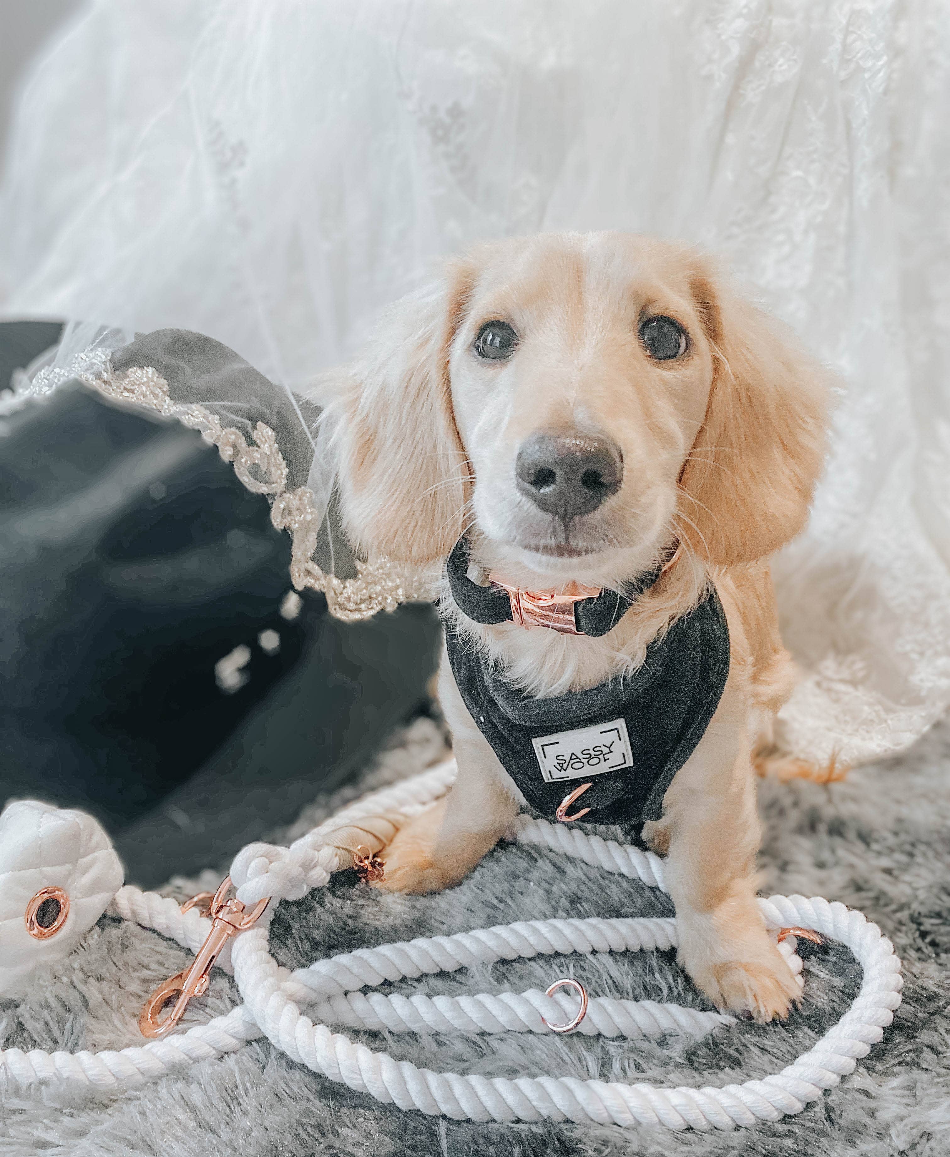 SASSY WOOF - Hands Free Rope Leash - Dove: 8 feet