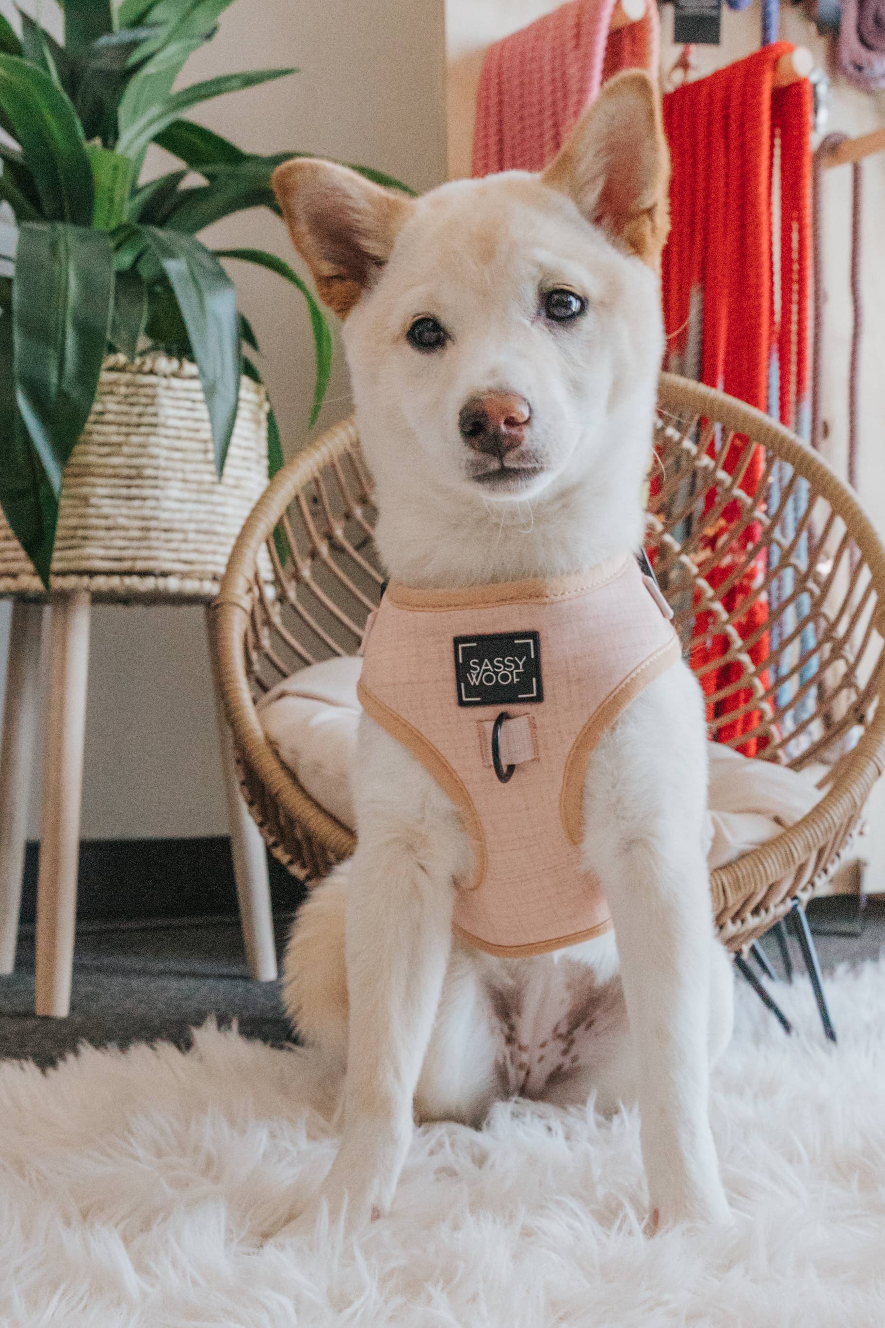 SASSY WOOF - Dog Adjustable Harness - Pinot: XL