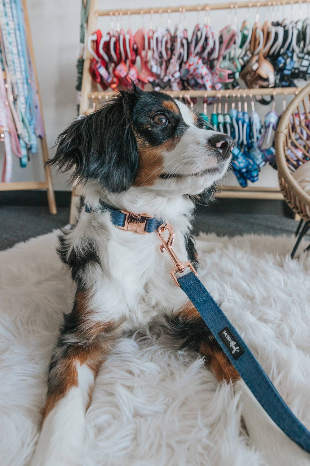 SASSY WOOF - Dog Collar - Denim: M