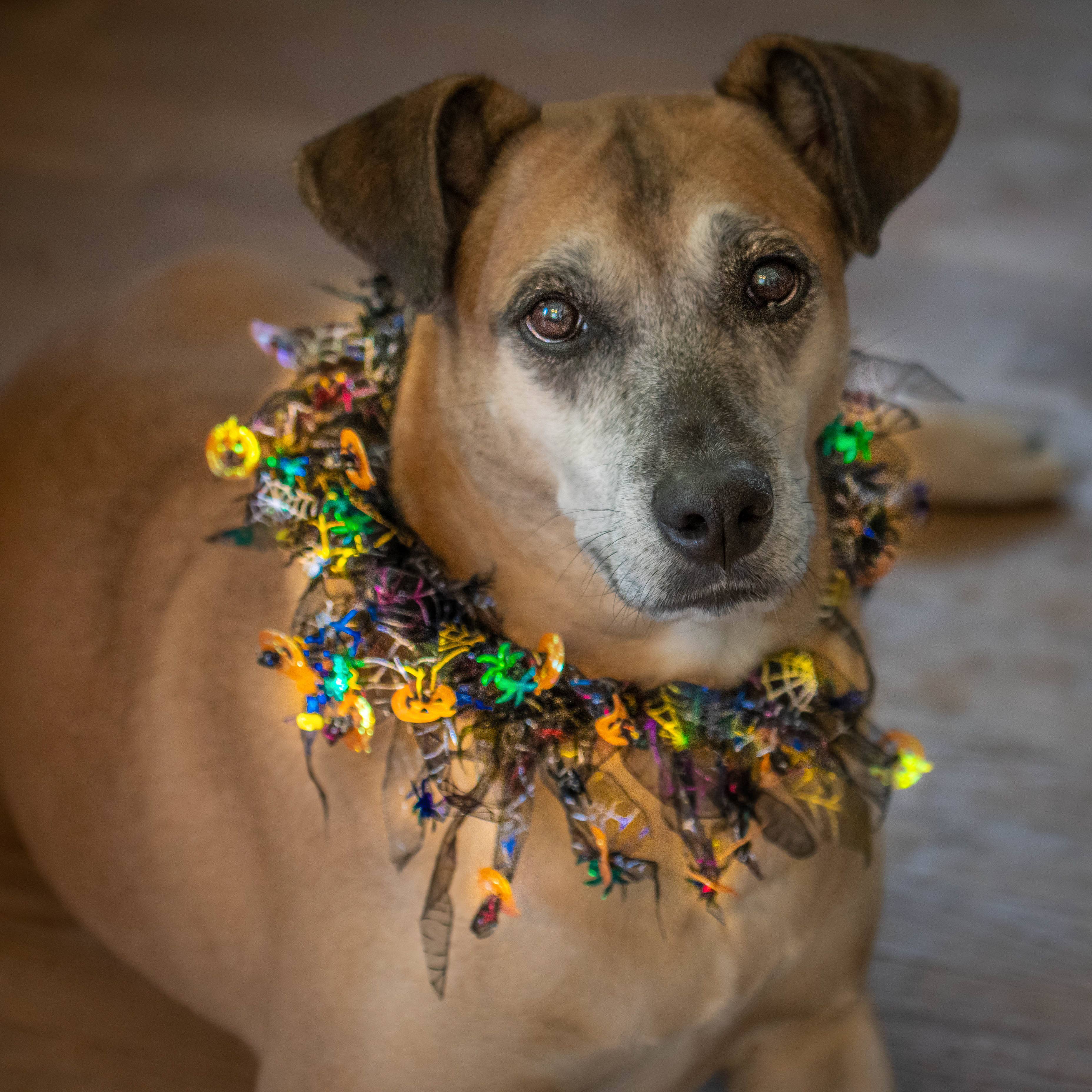 Midlee Designs - Midlee Pumpkin & Spider Web Halloween Decorative Dog Collar: X-Large