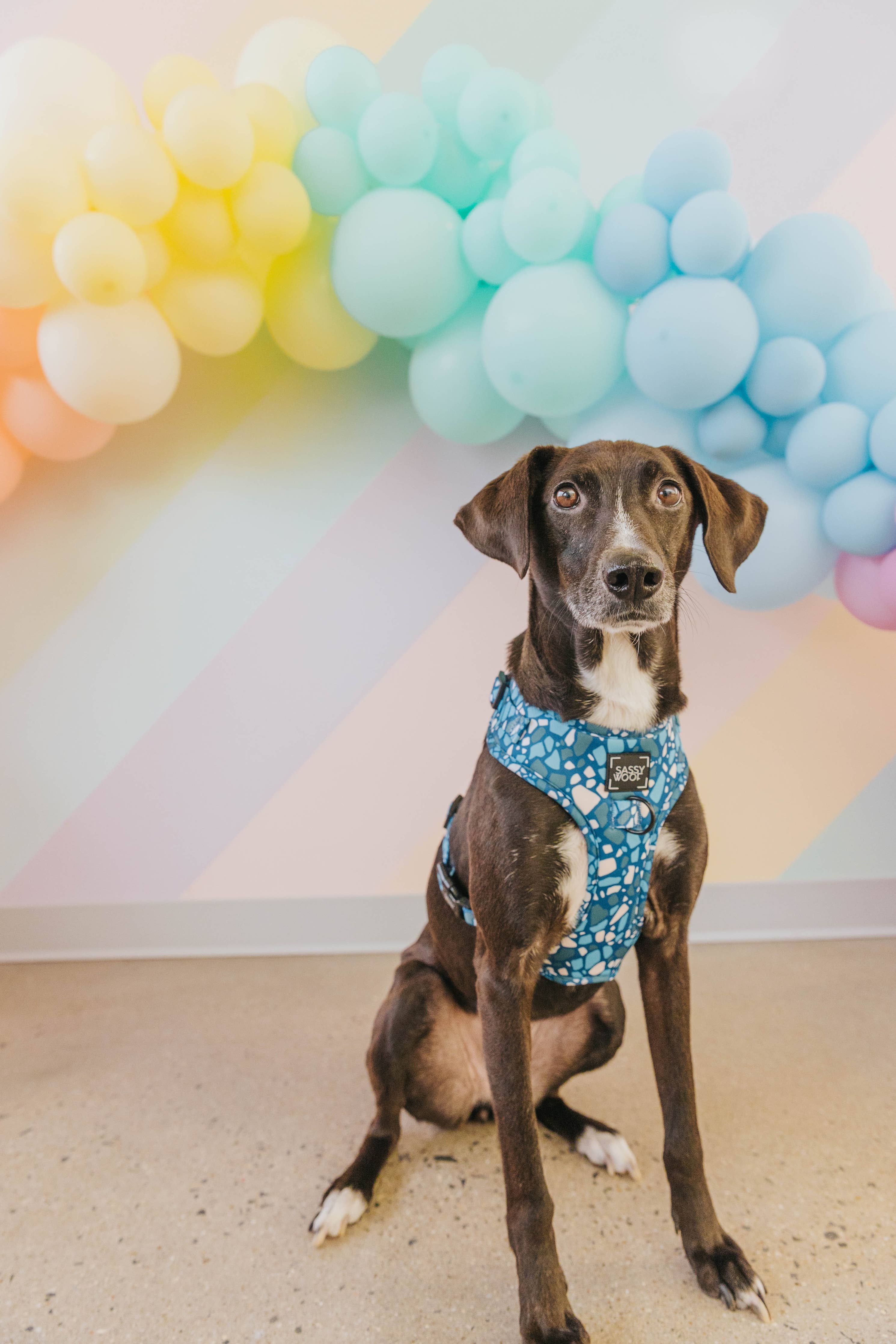 SASSY WOOF - Dog Adjustable Harness - Santorini: XXL