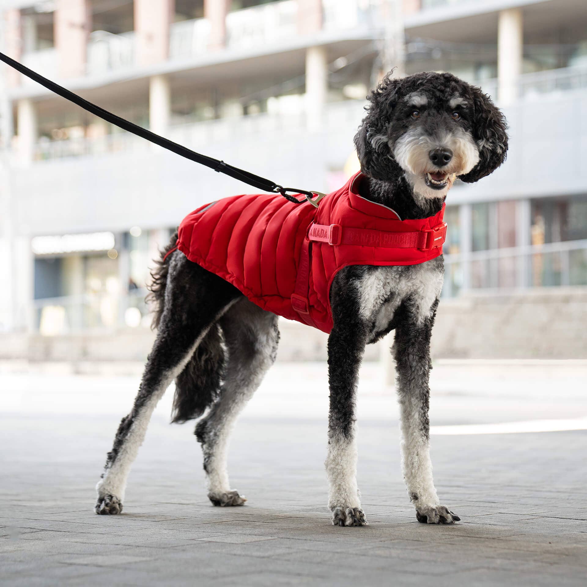 Canada Pooch - Harness Puffer- Dog Coat: Black / 10