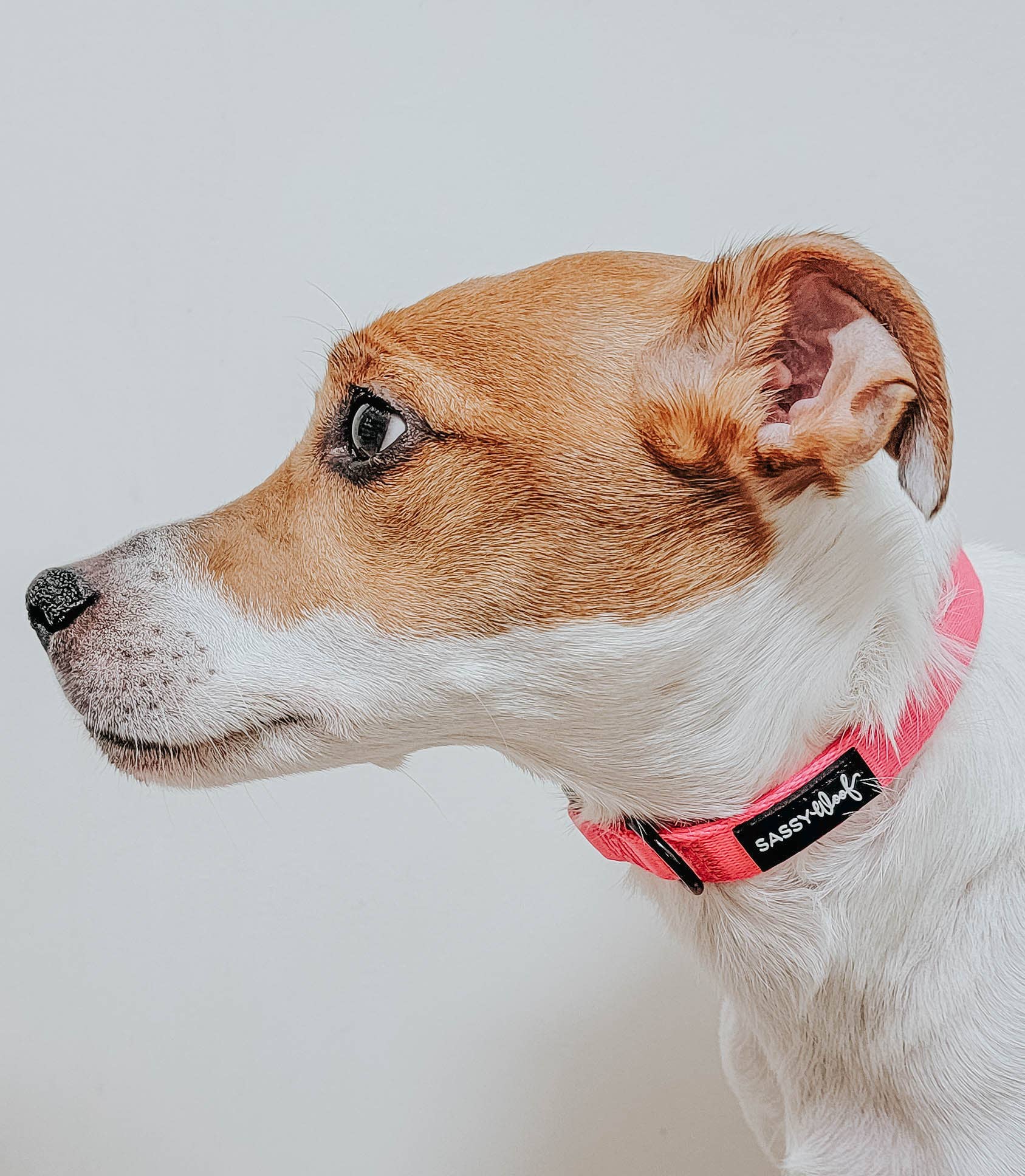 SASSY WOOF - Dog Collar - Neon Pink: L