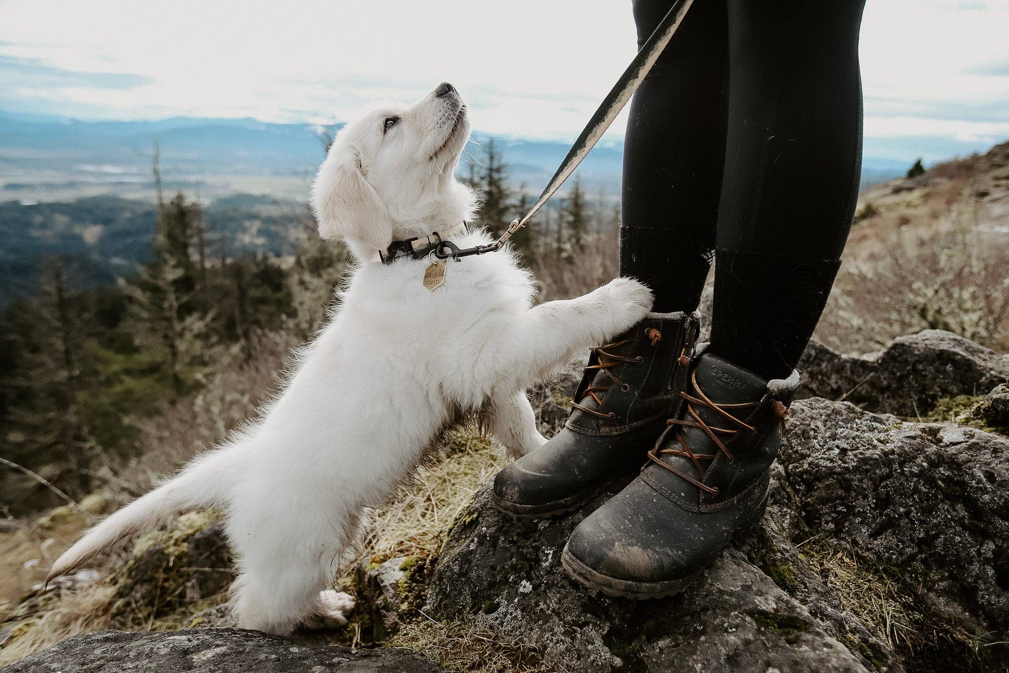 Pacific Hound Giant Siuslaw Dog Collar