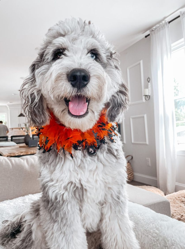 Midlee Designs - Midlee Witch Halloween Decorative Dog Collar: Large