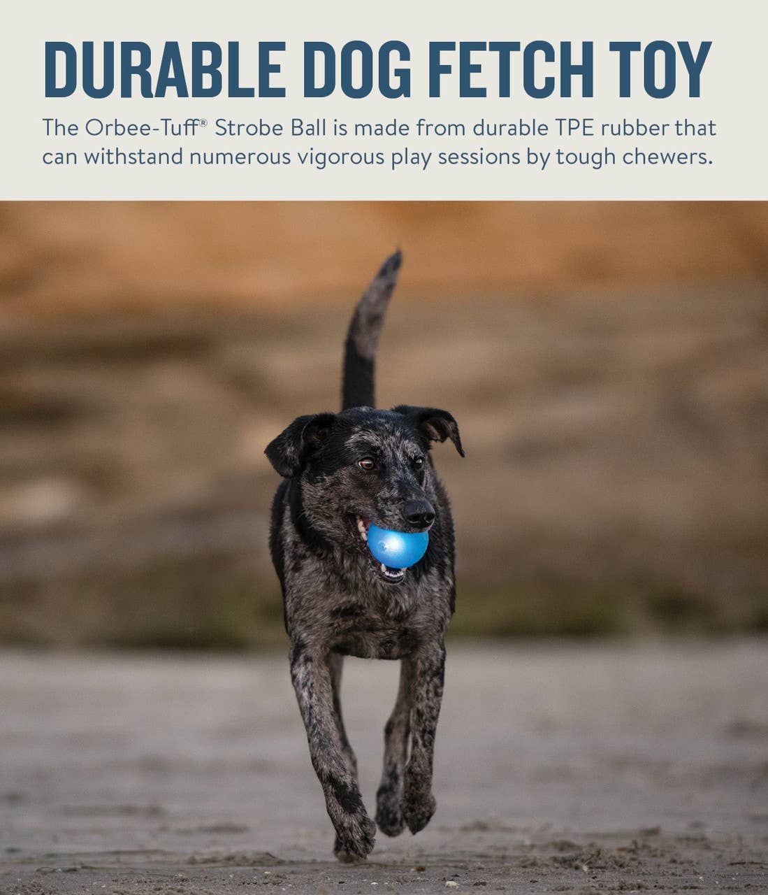 Pet Palette Distribution - Planet Dog Orbee-Tuff Strobe Ball Light Up Dog Toy Blue