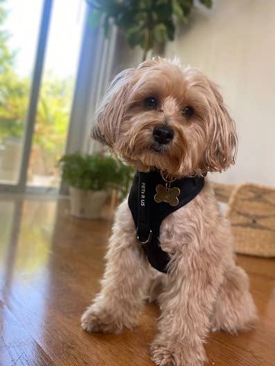 PETs R US - Adjustable No Pull Dog Harness, Charcoal Black: S