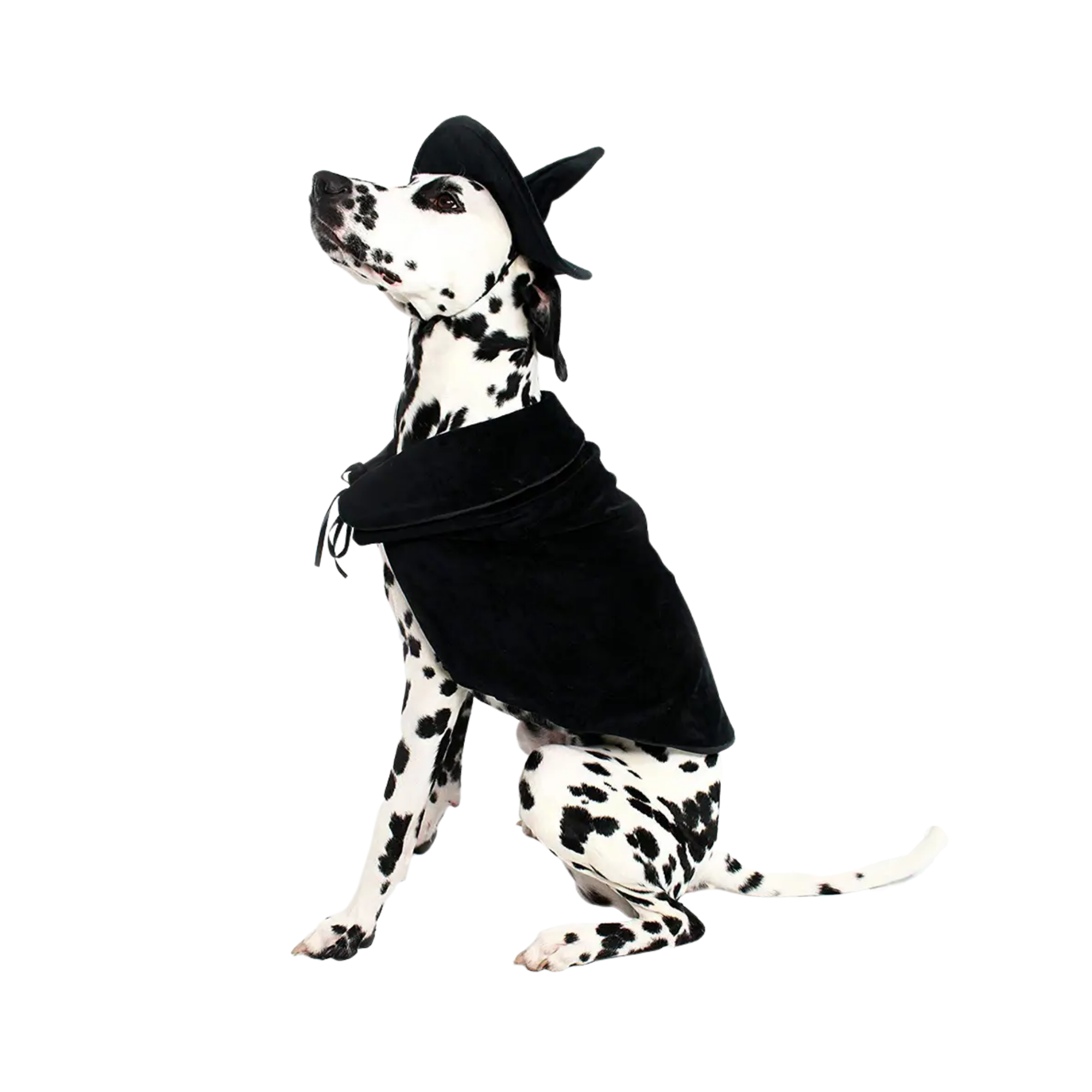 Midlee Designs - Midlee Halloween Witch Cape and Hat Dog Costume: Large