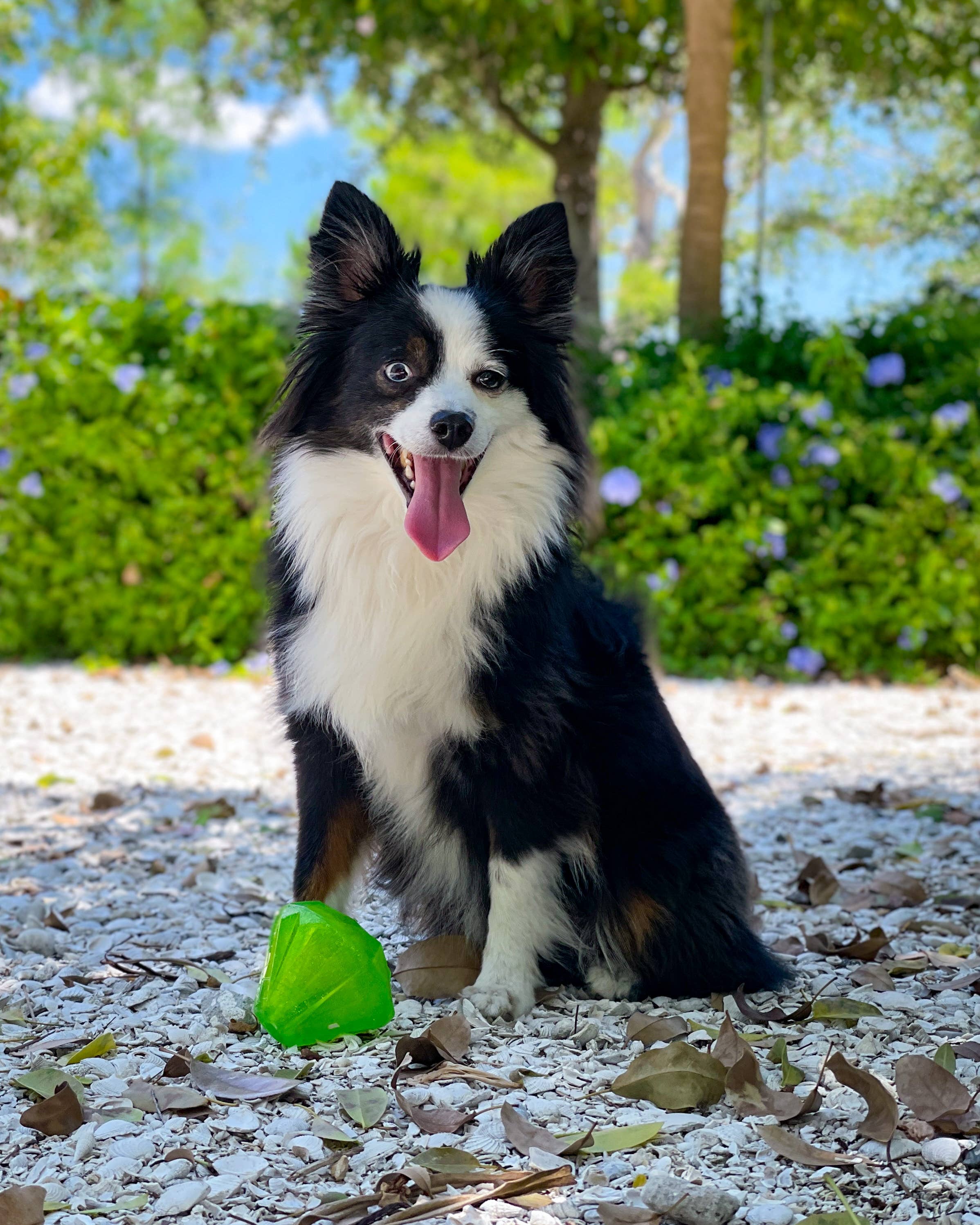 Spunky Pup - Squeaky Gems! - Diamond and Heart Squeakers: Heart