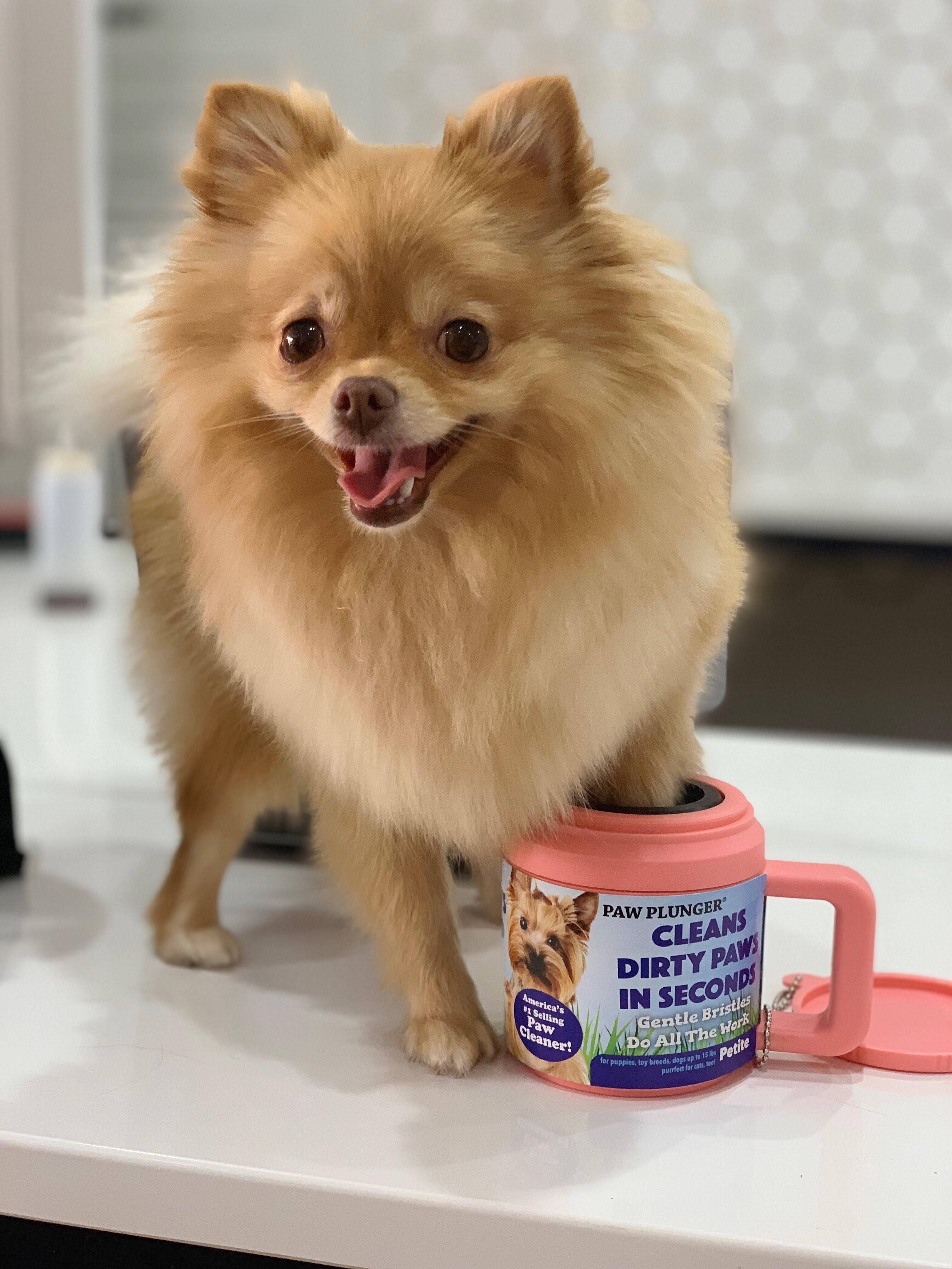 Paw Plunger®: Petite (5.25" L x 3.5" W x 4" H) / Black