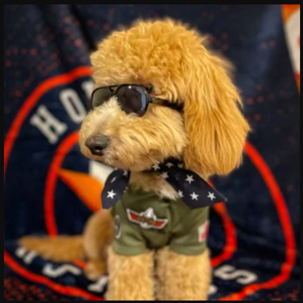 Icecreamtree Studio - Top Gun Look Outfit Pilot Shirt, Scarf Set - Dog Cat Costume: Large