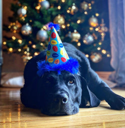 Huxley & Kent - H&K Party Hat Party Time Blue with SnugFit®: LG